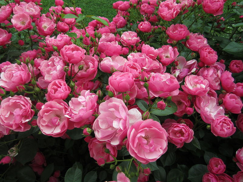 roza floribunda angela1