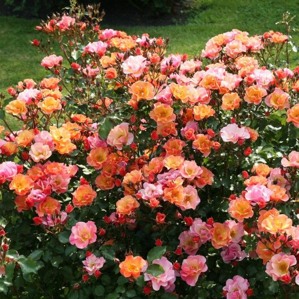 Роза Джаз: особенности и характеристика сорта, правила посадки, выращивания и ухода, отзывы