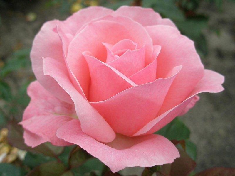 Роза куин элизабет фото и описание