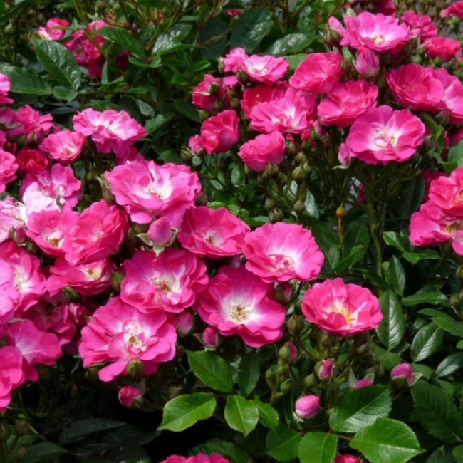 roza floribunda dagenhart