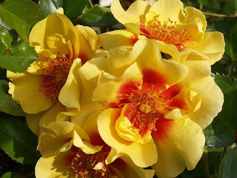 Роза флорибунда Ай оф Тайгер (Eye of the tiger, Queen of Sheba, Квин оф Шеба)