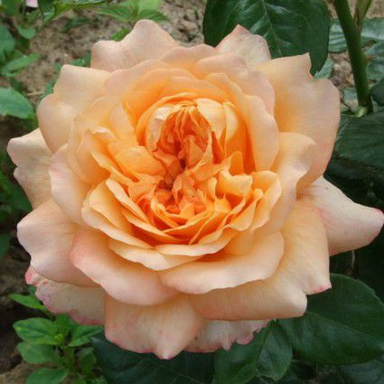 Роза чайно-гибридная Самаритан (Samaritan)