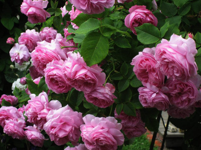 Роза плетистая Льюис Одьер (Louis Odier)