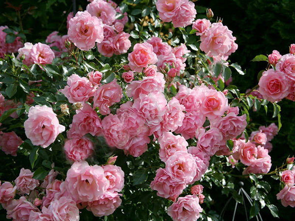 Роза кустовая Розарио (Rosario) (Rosa spray Rosario) - описание сорта, фото, саженцы, посадка, особенности ухода. Дачная энциклопедия.