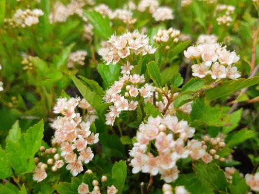 Пузыреплодник калинолистный Литлл Грини (Little Greeny)