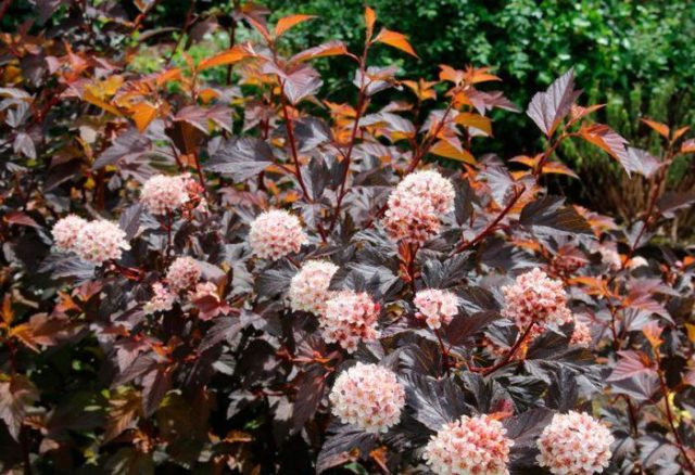 Пузыреплодник калинолистный Пурпуреа