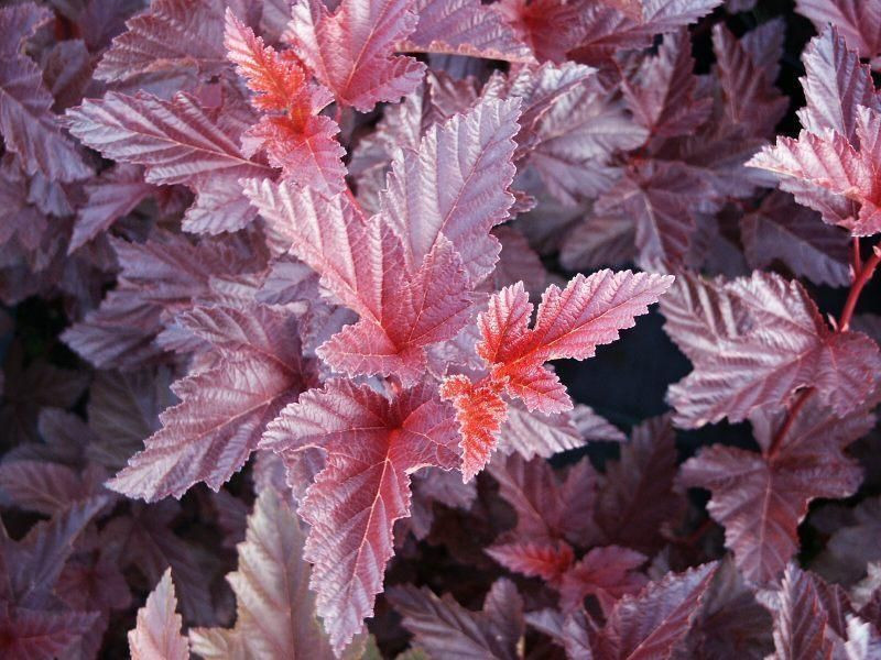 Пузыреплодник калинолистный Шух