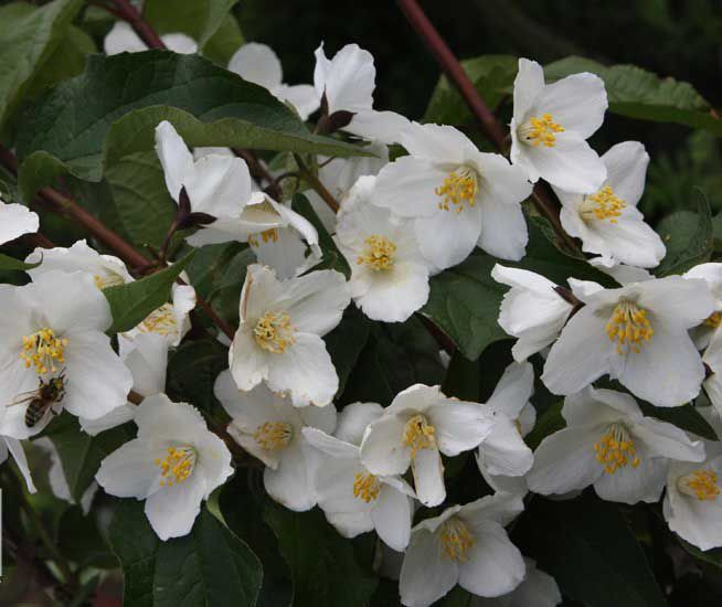 Чубушник венечный Старбрайт (Starbright)