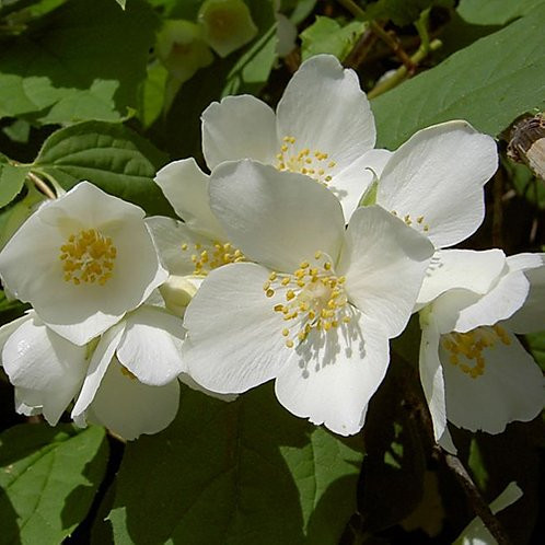 Чубушник Юстинка