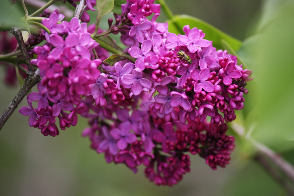 Сирень обыкновенная Конго