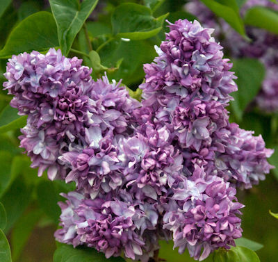 Сирень обыкновенная профессор Хозер