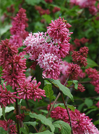 Сирень Престон Ноктюрн