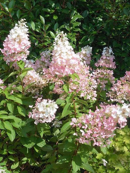 Гортензия метельчатая Конфетти (Конфети)