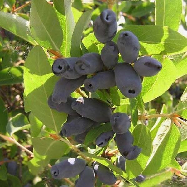 Жимолость камчатская Войтек