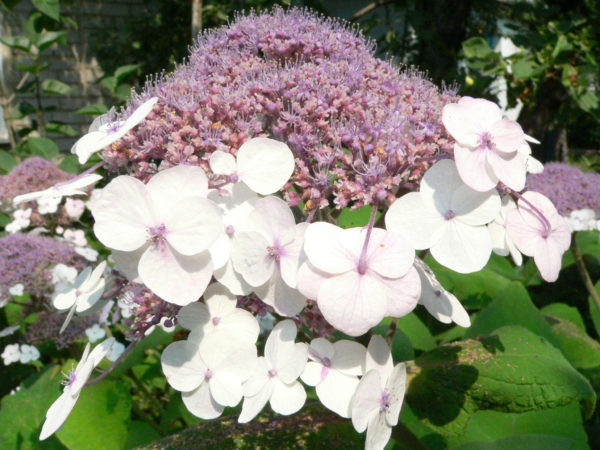 Гортензия Саржента - китайское чудо