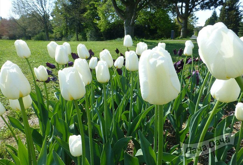 Тюльпан триумф Антарктика