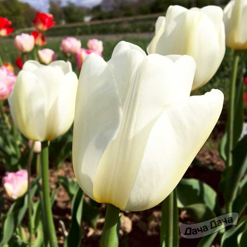 Тюльпан триумф Вайт дрим