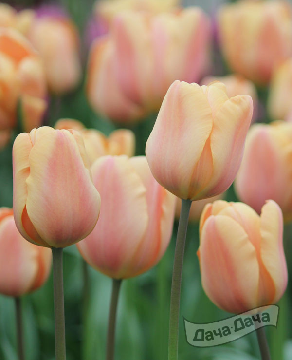 Тюльпан триумф Априкот фокс