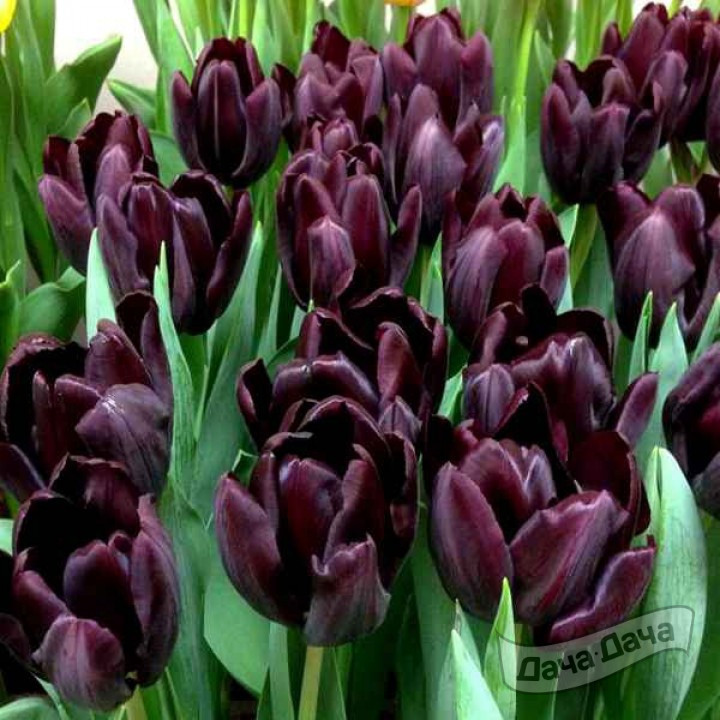 Тюльпан триумф Блэк Джек