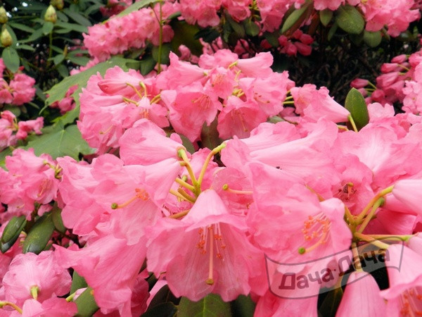 Посадить и закрыть рододендроны на зиму