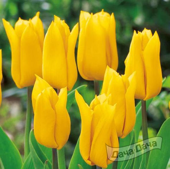 Тюльпан триумф Йокогама