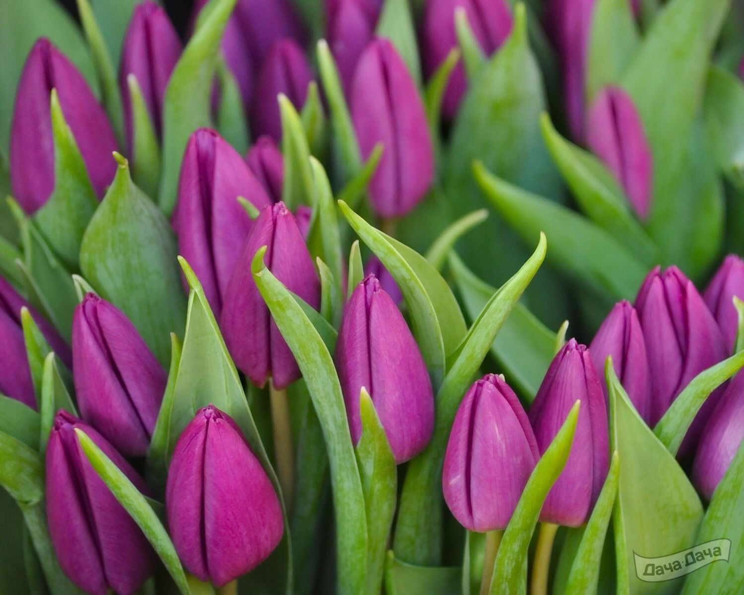 Floraiku And Your Lips