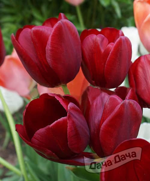 Тюльпан триумф Дешима