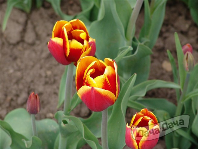Тюльпан триумф Кесс Неллис