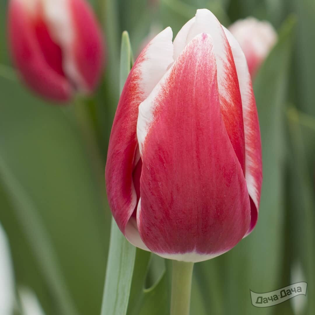 Тюльпан триумф Лех Валенса