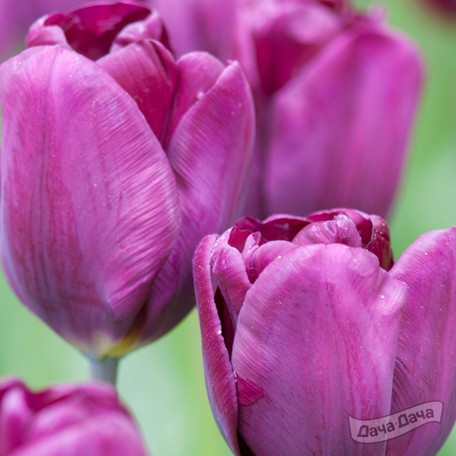 Тюльпан триумф Пурпл леди (Tulip Purple Lady) - описание сорта, фото .