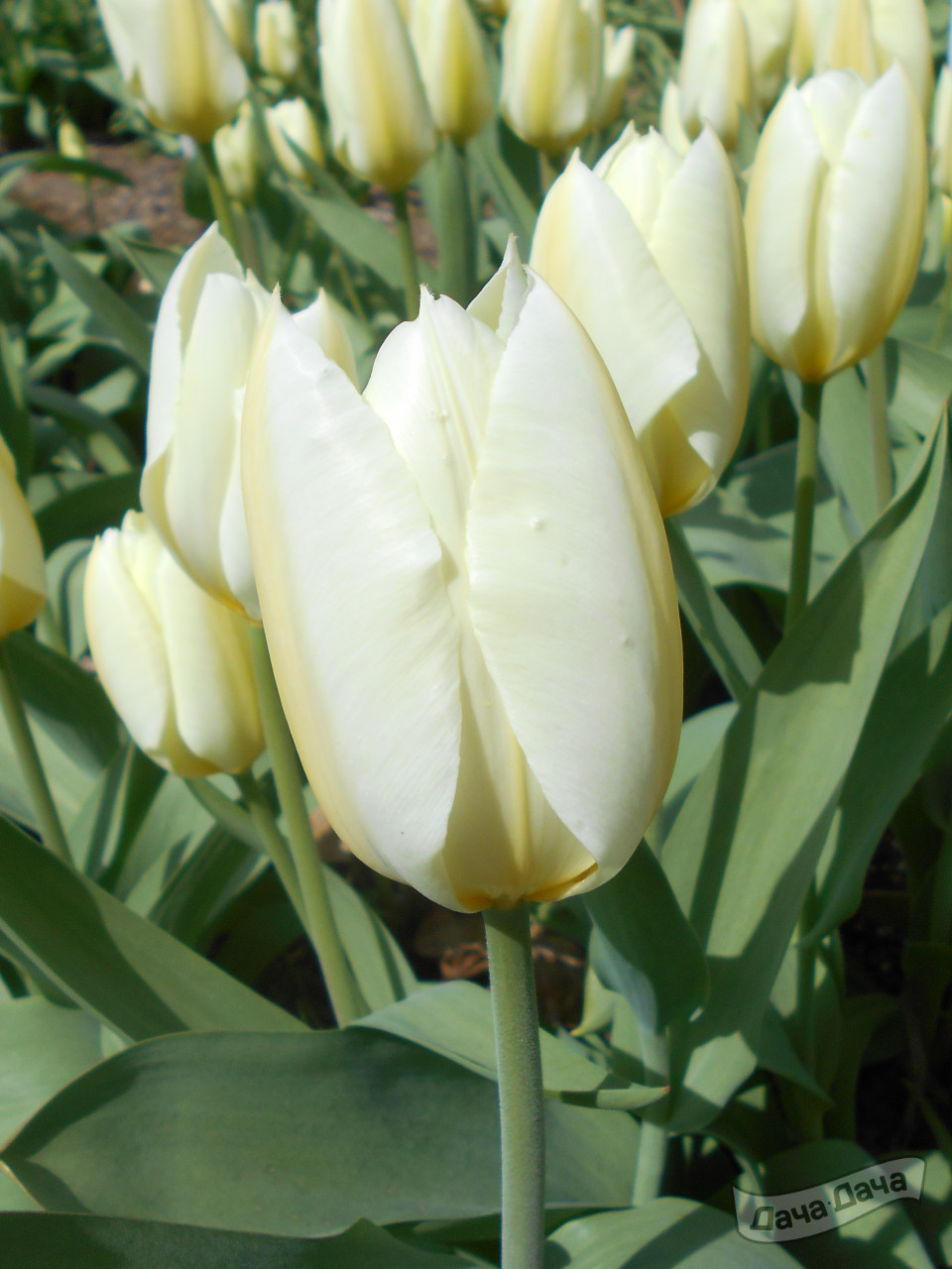 Тюльпан триумф Чирз