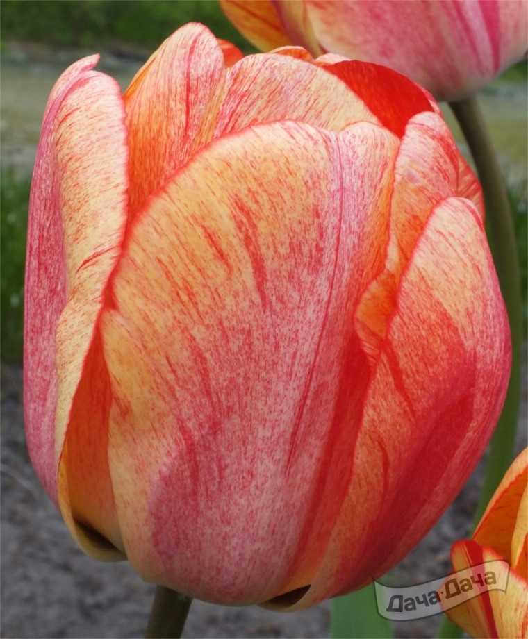 Тюльпан Гудошник (дарвиновы гибриды)