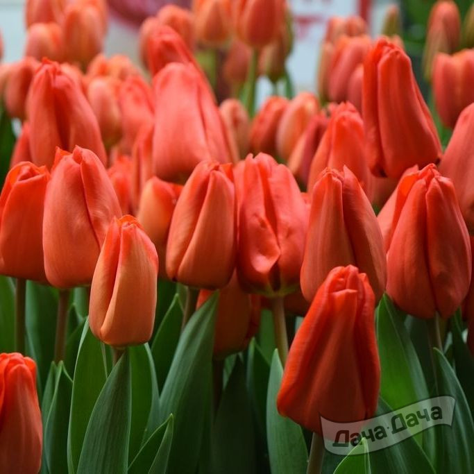 Тюльпан Лалибела (дарвиновы гибриды)