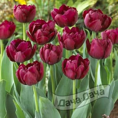 Тюльпан махровый поздний Антрацит