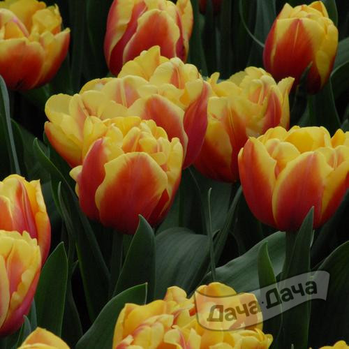Тюльпан махровый поздний Дабл Фокус