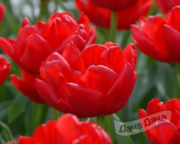 Тюльпан махровый ранний Ларго