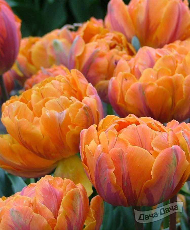 Тюльпан махровый поздний Оранж Принцесс (Tulip Orange Princess ...