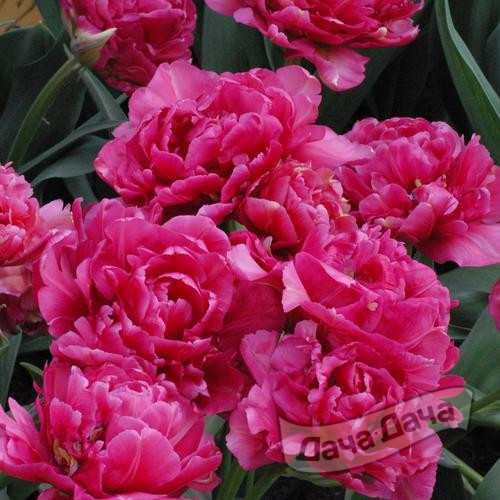 Тюльпан махровый поздний Шато