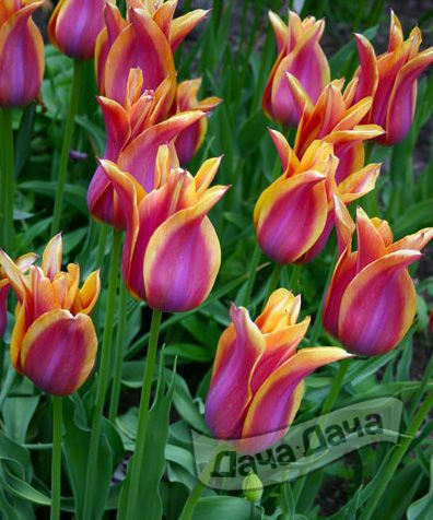 Тюльпан лилиецветный Балладе Дрим 