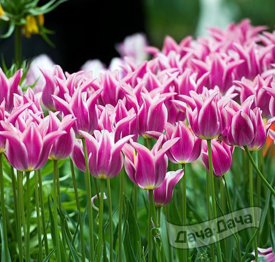 Тюльпан лилиецветный Балладе