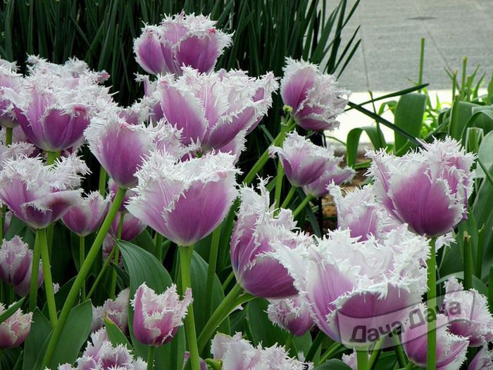 Тюльпан бахромчатый Камминс