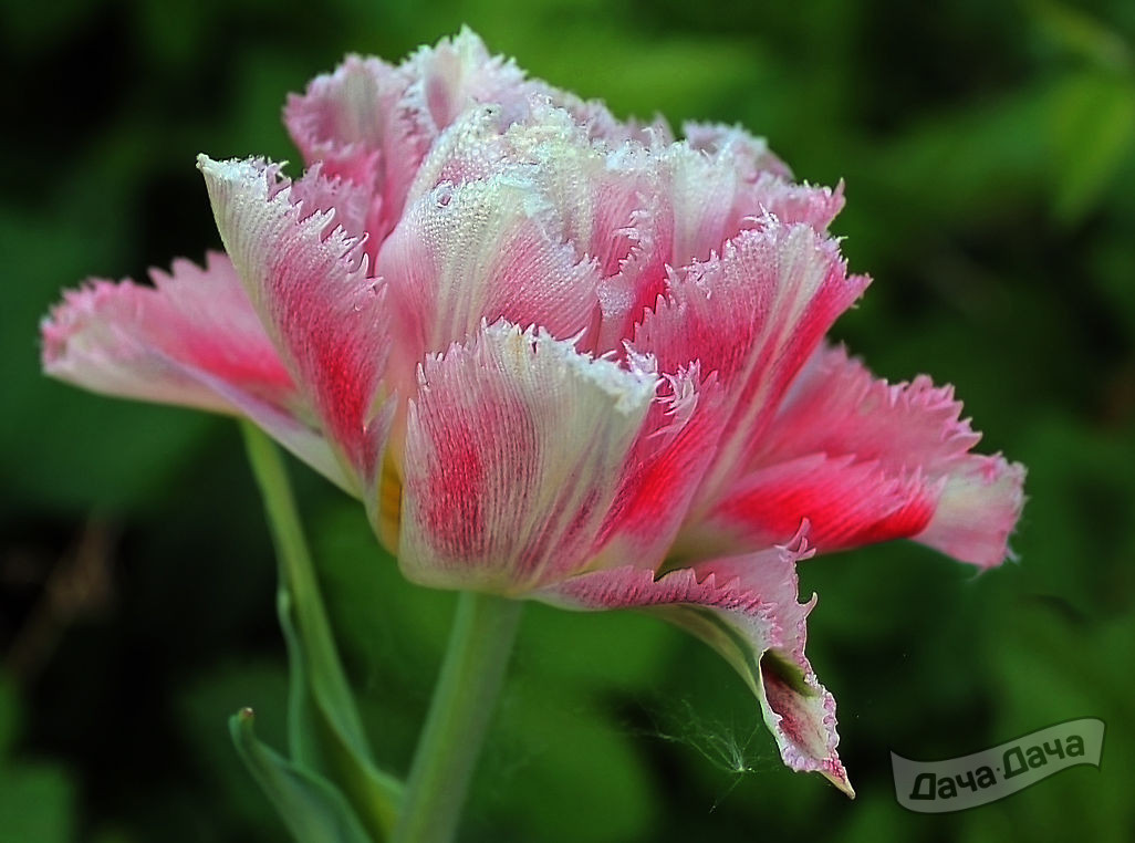 Тюльпан махровый бахромчатый Кул Кристалл