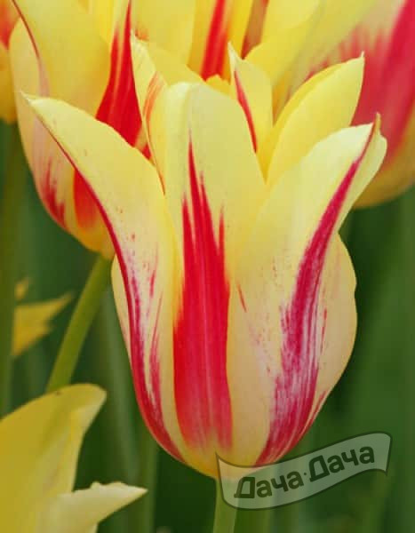 Тюльпан лилиецветный Мона Лиза