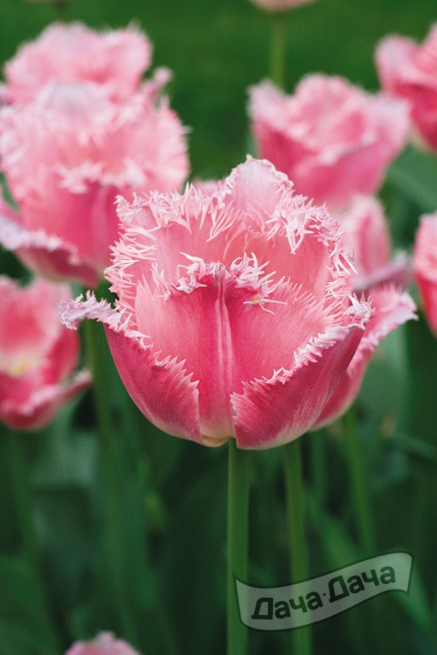 Тюльпан бахромчатый Бель Сонг