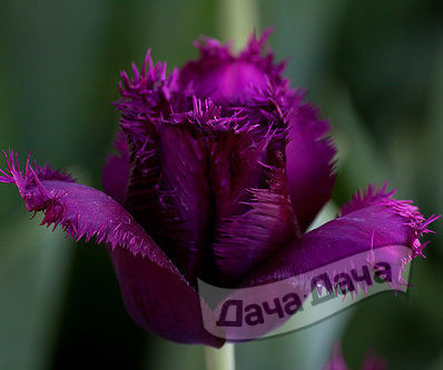 Тюльпан бахромчатый Блэк Джевел