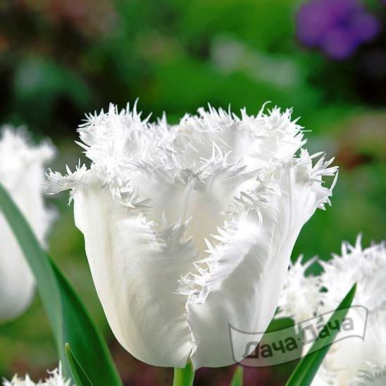 Тюльпан бахромчатый Хонеймун