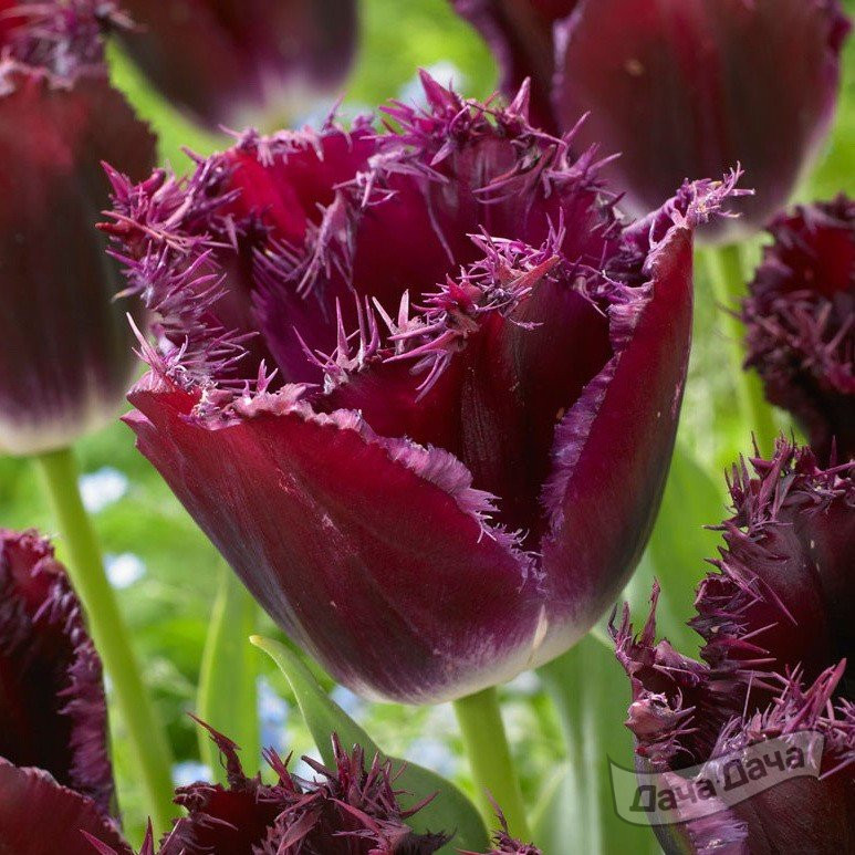 Тюльпан бахромчатый Пурпл Кристалл