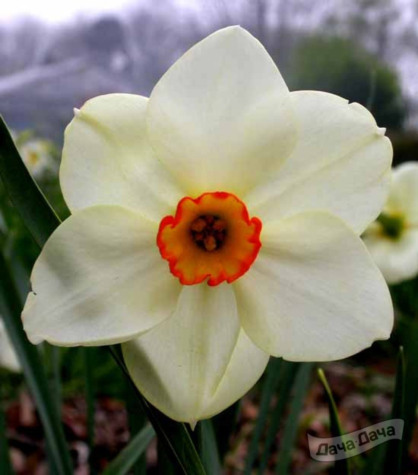 Нарцисс Баррет Браунинг