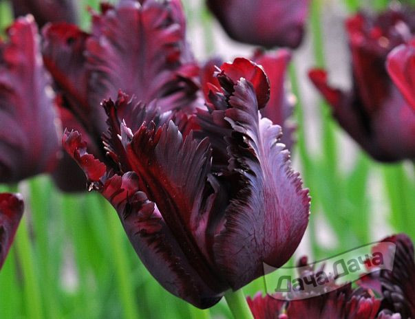 Тюльпан попугайный Блэк Паррот