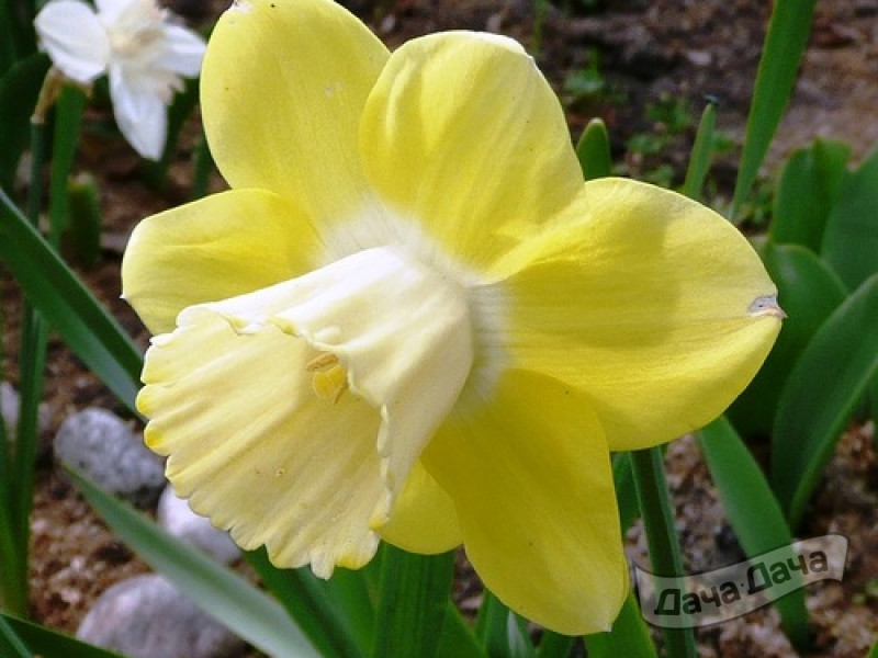 Нарцисс Дайдрим